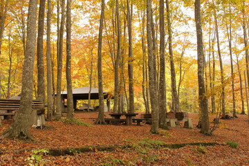紅葉した木々とベンチ