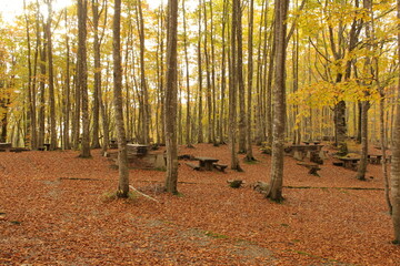 朝日差し込む秋の雑木林