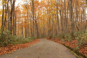 紅葉したメタセコイアの林