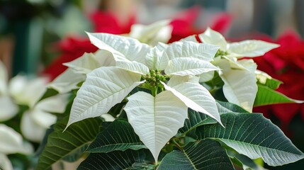 A white poinsettia with red accents in a festive setting.