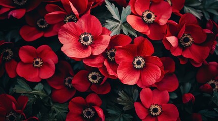 A vibrant display of red poppies against a dark green background.