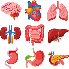 Human internal organ vector set showing brain, heart, lungs, liver, stomach, intestines, kidneys for medical and educational use