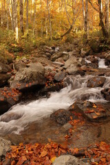 秋の滝の黄葉と落ち葉