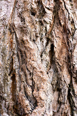 Close view of textured tree bark revealing layers and natural patterns in a forest setting
