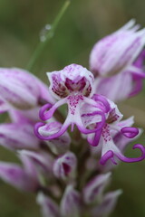 Portrait eines bl&uuml;henden Affenknabenkrautes