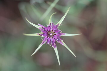 Bl&uuml;te der Haferwurzel
