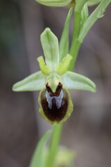 Nahaufnahme einer gro&szlig;en Spinnenragwurz Bl&uuml;te