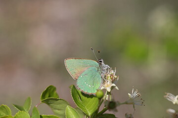 Gr&uuml;ner Zipfelfalter beim Sonnenbad
