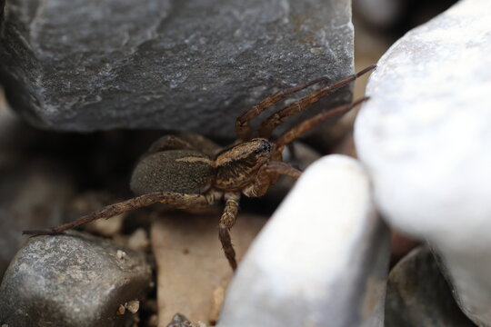 Geb&auml;nderte Wolfspinne im Kiesbett eines Flusses