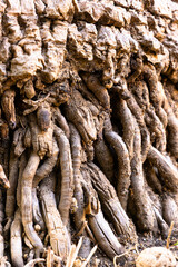 Wooden roots intertwine with soil in a natural scene captured during a sunny afternoon