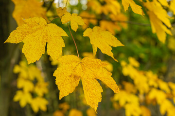 Ein Ahornblatt im Herbst gelb verfärbt