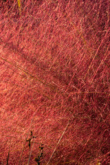 Bright red grass sways in the sunlight during warm afternoon in a serene open field