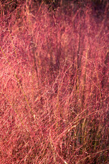 Fuzzy wild grass swaying gently in the warm sunlight during a sunny afternoon