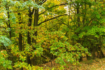 Buntgefärbter Wald im Herbst in Deutschland