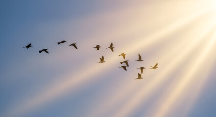 Birds flying freely in sunset sky