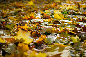 autumn leaves on the road