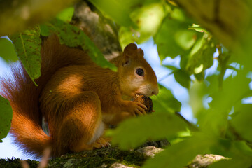 Red squirrel eating walnut on tree close-up