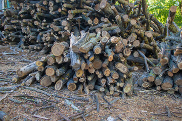 Pile of freshly cut firewood logs stacked in the forest, showing natural wooden texture and rough tree bark details