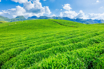 Green tea plantation on rolling hills under a sunny sky with clouds