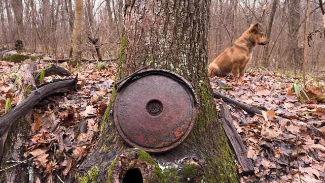 old anti-tank mine over a trench, in the forest near Kharkov, Ukraine. During World War II there were battles with the German occupiers, and now with the Russian ones.