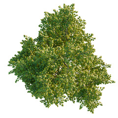 Alnus cremastogyne tree plan, top view, cutout, transparent background, isolate, Gingko tree top view with lush green leaves for architecture designs