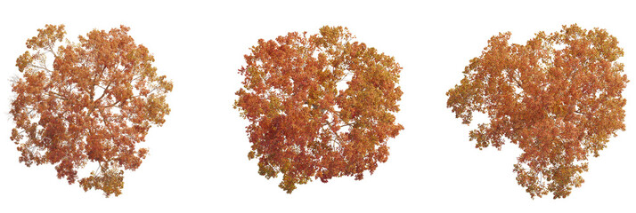 Acer griseum tree plan, top view, cutout, transparent background, isolate, Fall foliage tree collection with vibrant autumn colors and detailed leaves © DH Tree Stock