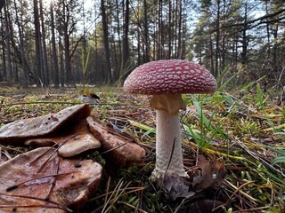 mushrooms in the forest