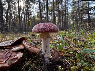 mushroom in the forest