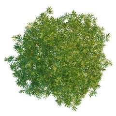 Bambusa multiplex fernleaf tree plan, top view, cutout, transparent background, isolate, Lush green...