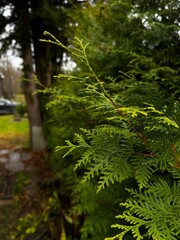 fern in the forest
