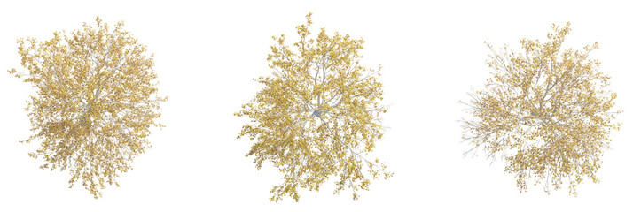 Betula pendula tree plan, top view, cutout, transparent background, isolate, Elegant autumn trees from above for landscaping and architectural designs