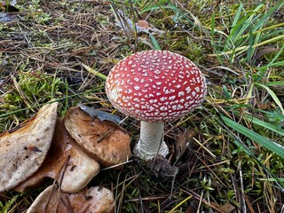 mushroom in the forest