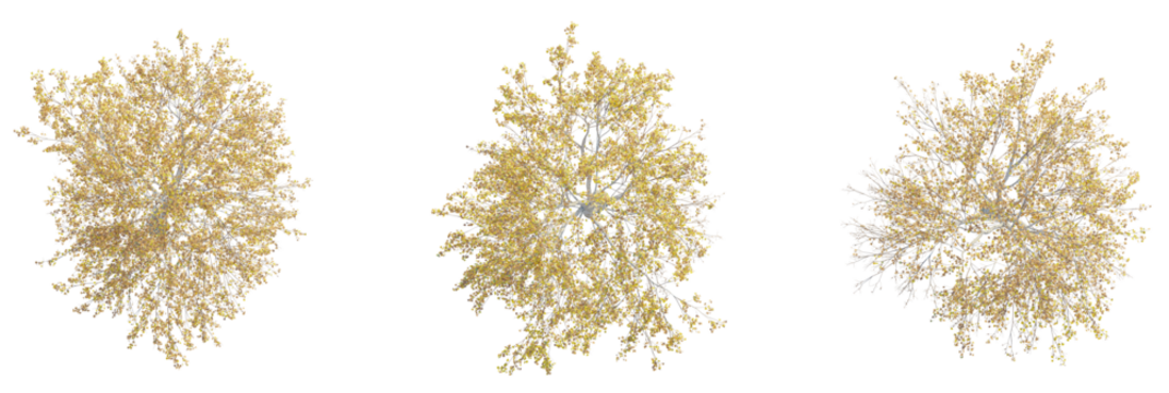 Betula pendula tree plan, top view, cutout, transparent background, isolate, Elegant autumn trees from above for landscaping and architectural designs