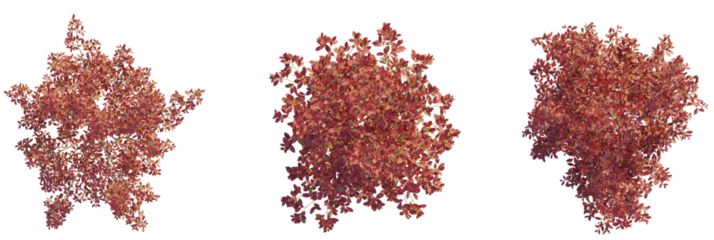 Aronia arbutifolia tree plan, top view, cutout, transparent background, isolate, Three vibrant autumn trees in top view, perfect for landscape design plans