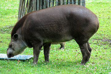 Close-up. A single tapir on land in the grass. A solitary herbivorous mammal. A tranquil wildlife scene in a natural environment. Leeuwarden Zoo, Friesland, Netherlands.