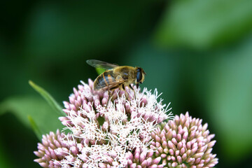 A honeybee collects nectar from a brightly colored flower against a blurred garden background on a sunny day. Close-up.