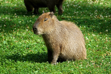 Close-up. A single capybara on land in the grass. A solitary herbivorous mammal from South America, a tranquil wildlife scene in a natural environment. Leeuwarden Zoo, Friesland, Netherlands.