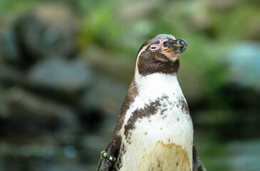 Close up of the Humboldt pinguin (Spheniscus humboldti) against blurred Background. Seen at Zoo Leuuwarden, Netherlands.