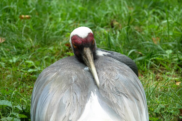 A Whooping Crane rests and sleeps in the grass. Close-up.