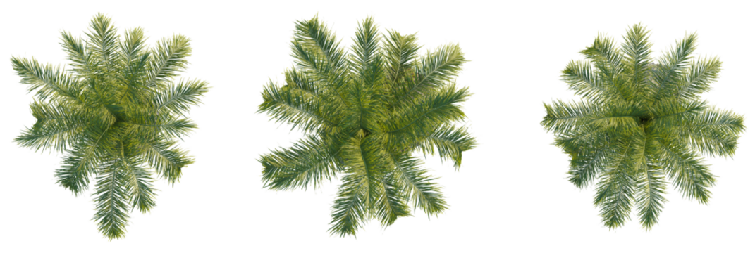 Acrocomia aculeata tree plan, top view, cutout, transparent background, isolate, Three lush green palm trees from above for tropical island vibes design