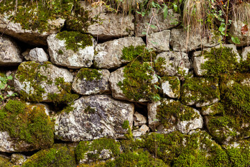 Light limestone wall with bright green moss. Natural organic forest texture. White-green contrast. Damp forest environment. Rustic authentic atmospheric naturalistic background.