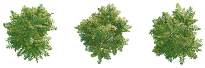 Chamaedorea tepejilote tree plan, top view, cutout, transparent background, isolate, Lush green trees overhead view for environmental design and landscaping use