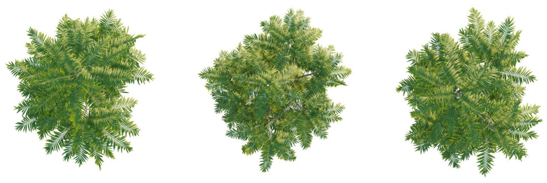 Chamaedorea tepejilote tree plan, top view, cutout, transparent background, isolate, Lush green trees overhead view for environmental design and landscaping use