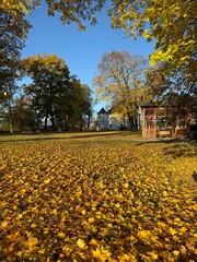  Panorama of a sunny day, wide banner, panoramic view. travel vintage perspective outside shine photo warm illuminated central forrest shade country footpath september branch destination peaceful alle