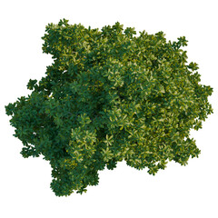 Obraz premium Michelia mediocris tree plan, top view, cutout, transparent background, isolate, Lush green tree canopy perfect for landscape design visualization projects