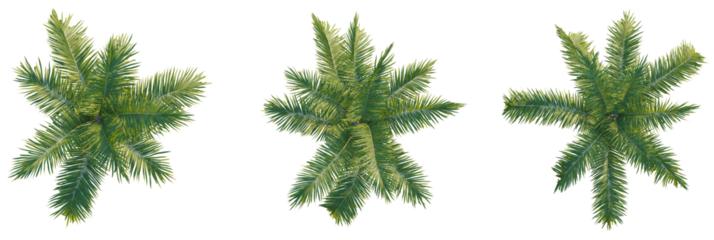 Pseudophoenix sargentii tree plan, top view, cutout, transparent background, isolate, tropical paradise vibe from above