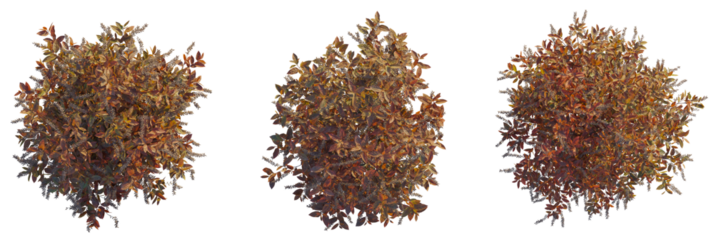 Itea virginica tree plan, top view, cutout, transparent background, isolate, Autumnal bushes foliage in fall landscape design for garden architecture