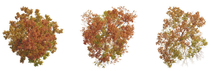 Acer griseum tree plan, top view, cutout, transparent background, isolate, Three colorful autumn trees displaying seasonal foliage changes beautifully