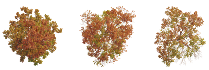 Acer griseum tree plan, top view, cutout, transparent background, isolate, Three colorful autumn trees displaying seasonal foliage changes beautifully