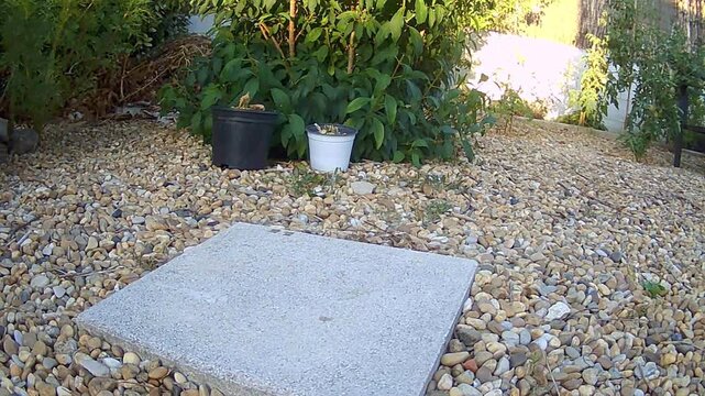 Rat volant une tomate dans un potager